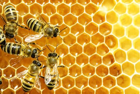 Beekeeping and Reforestation: A Sustainable Synergy